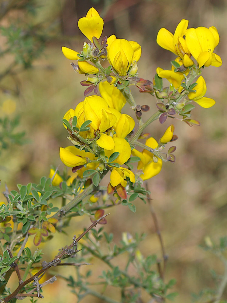 Calicotome spinosa / Sparzio spinoso